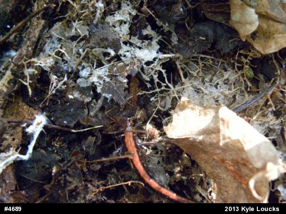 Eastern Red-backed  Salamander