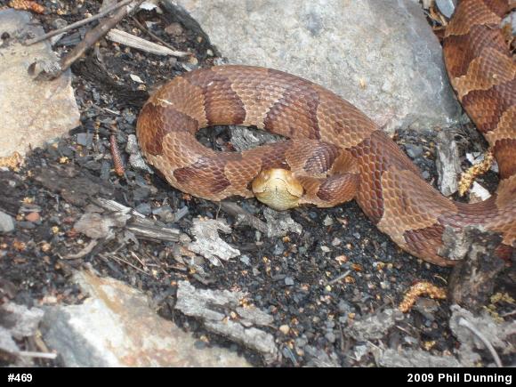 Northern Copperhead
