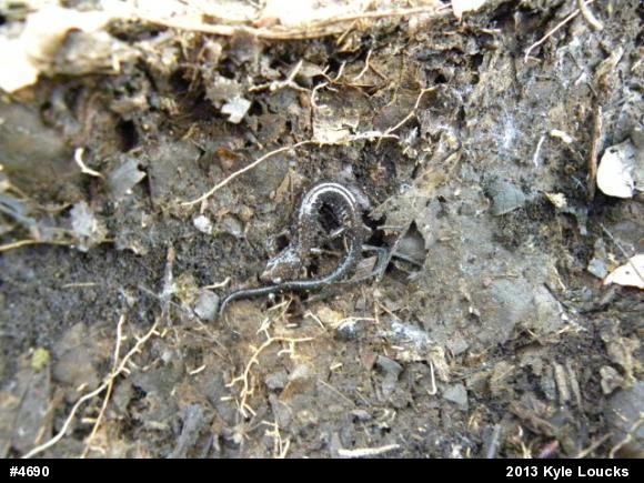 Eastern Red-backed  Salamander