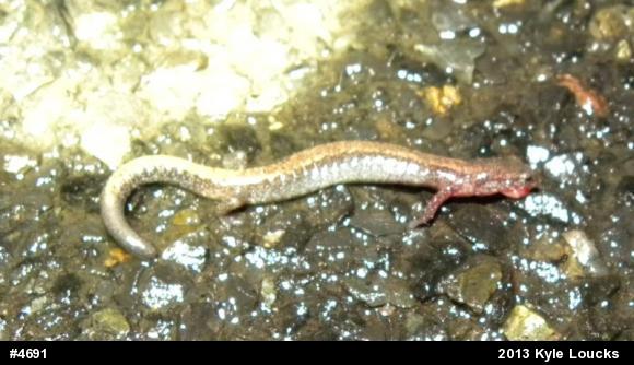 Eastern Red-backed  Salamander