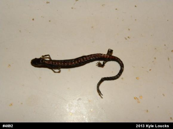 Eastern Red-backed  Salamander