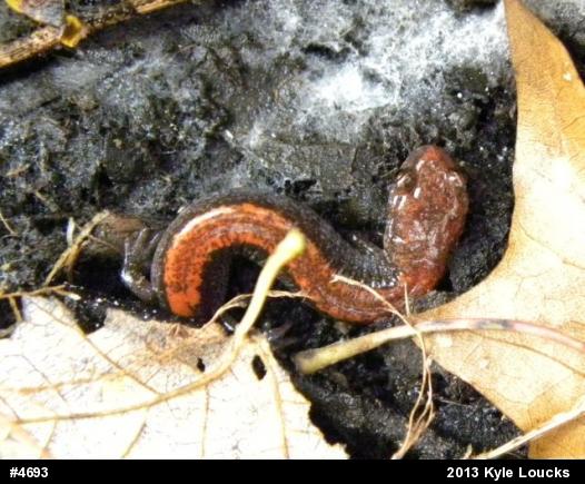 Eastern Red-backed  Salamander