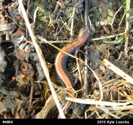Eastern Red-backed  Salamander