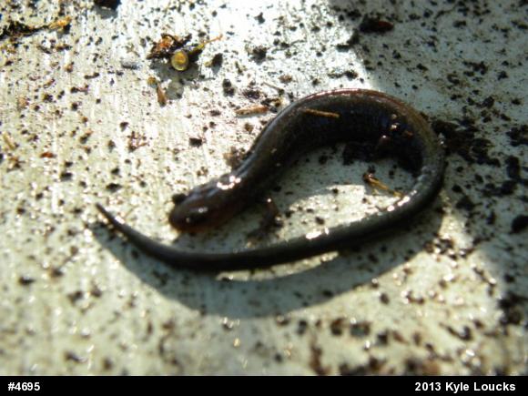 Eastern Red-backed  Salamander