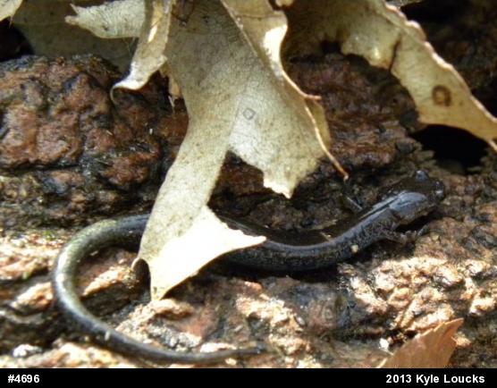 Eastern Red-backed  Salamander