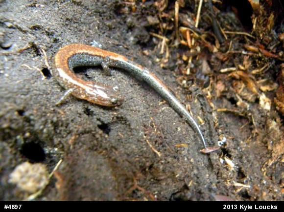 Eastern Red-backed  Salamander