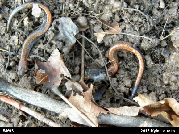 Eastern Red-backed  Salamander
