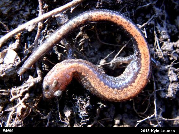Eastern Red-backed  Salamander