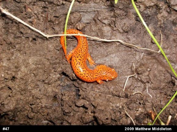 Northern Red Salamander