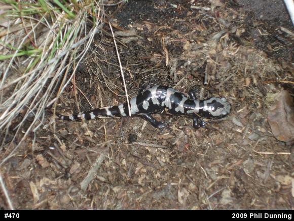 Marbled Salamander