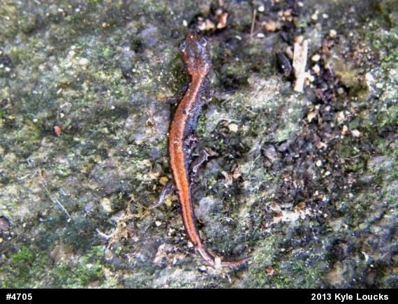 Eastern Red-backed  Salamander