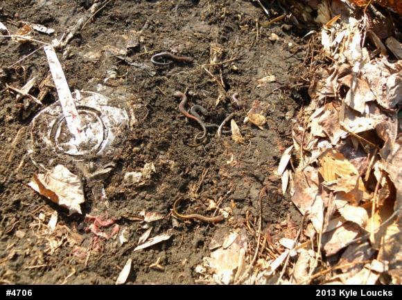 Eastern Red-backed  Salamander