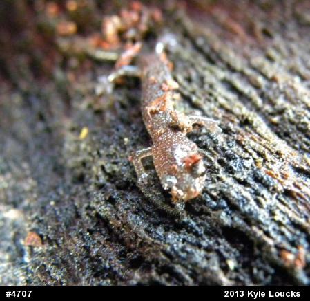 Eastern Red-backed  Salamander