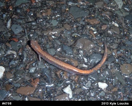Eastern Red-backed  Salamander
