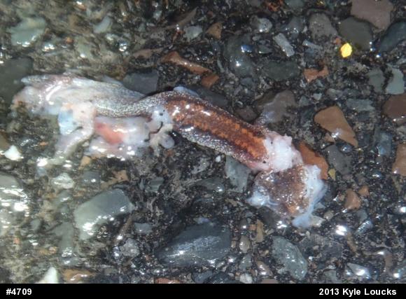 Eastern Red-backed  Salamander