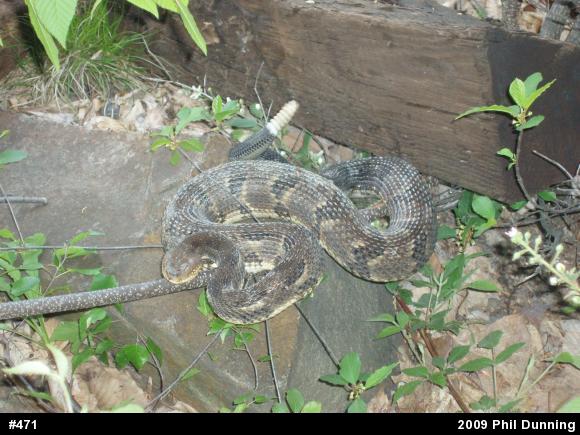 Timber Rattlesnake