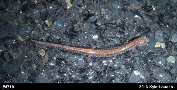 Eastern Red-backed  Salamander