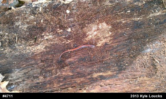 Eastern Red-backed  Salamander