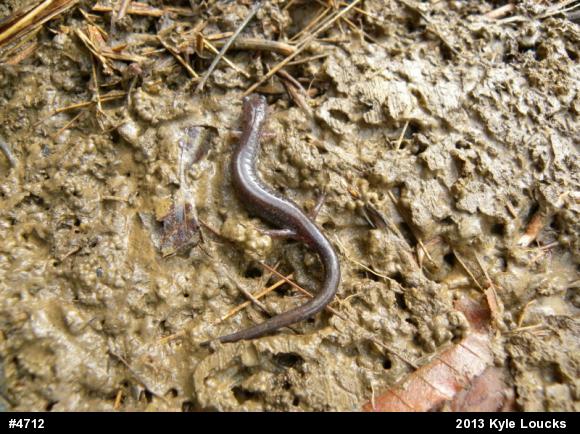 Eastern Red-backed  Salamander