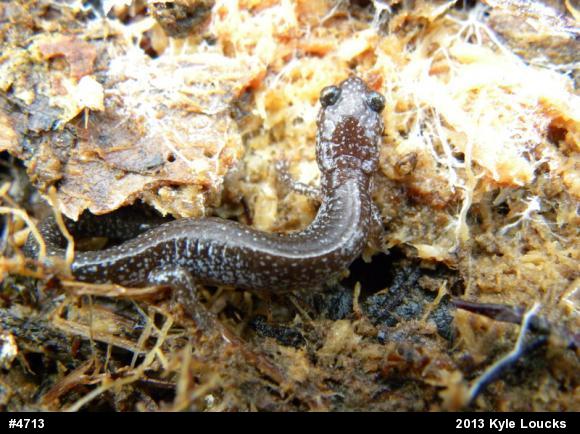 Eastern Red-backed  Salamander