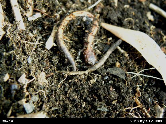 Eastern Red-backed  Salamander