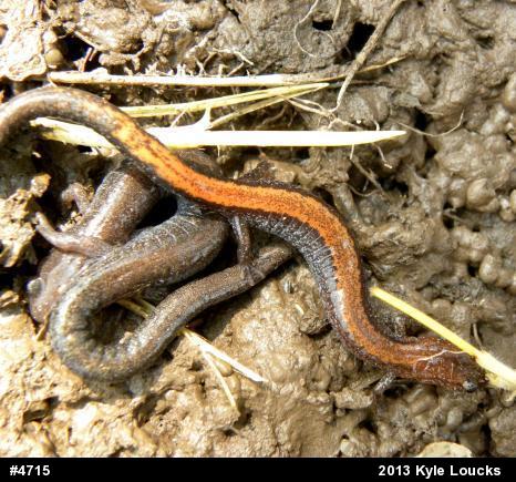 Eastern Red-backed  Salamander