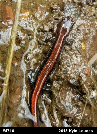 Eastern Red-backed  Salamander