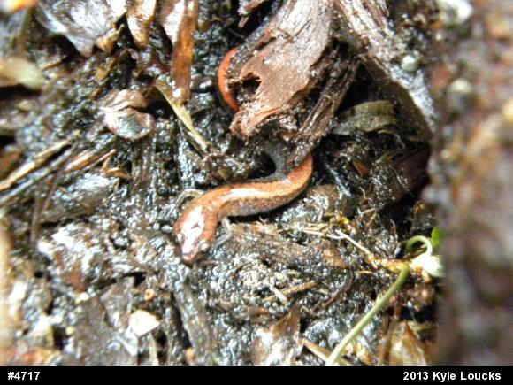 Eastern Red-backed  Salamander