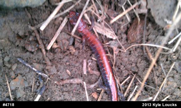 Eastern Red-backed  Salamander