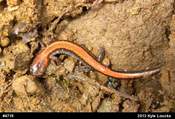 Eastern Red-backed  Salamander