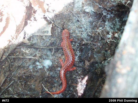 Northern Red Salamander