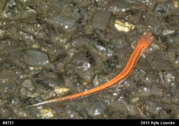Eastern Red-backed  Salamander