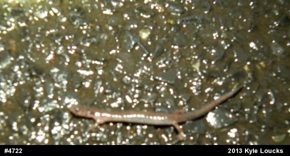 Eastern Red-backed  Salamander