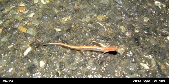Eastern Red-backed  Salamander