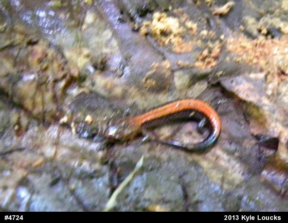 Eastern Red-backed  Salamander