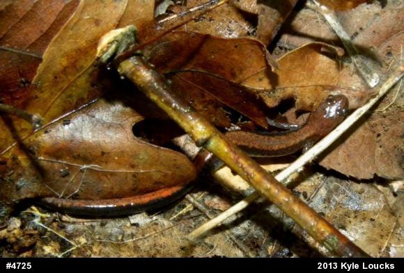 Eastern Red-backed  Salamander