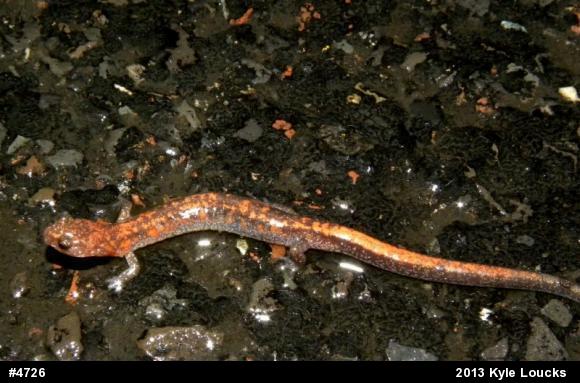 Eastern Red-backed  Salamander
