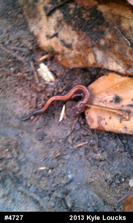 Eastern Red-backed  Salamander