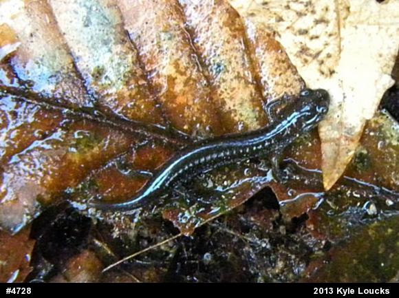 Eastern Red-backed  Salamander