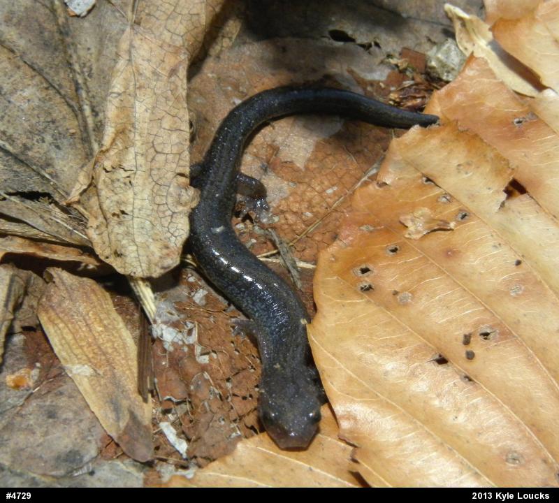 Eastern Red-backed  Salamander