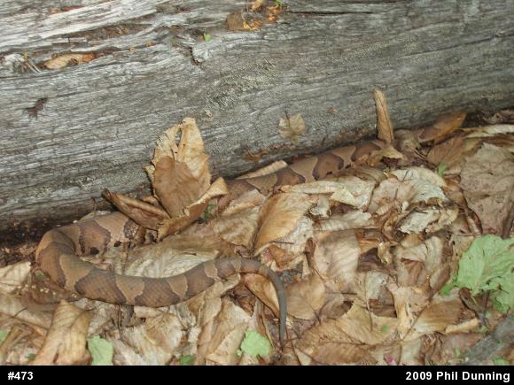 Northern Copperhead