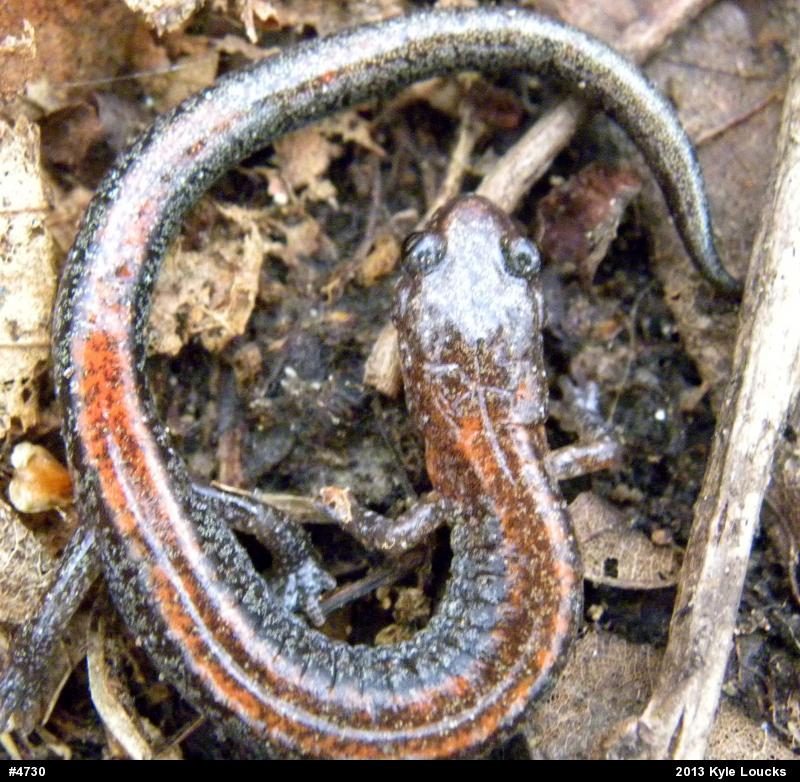 Eastern Red-backed  Salamander