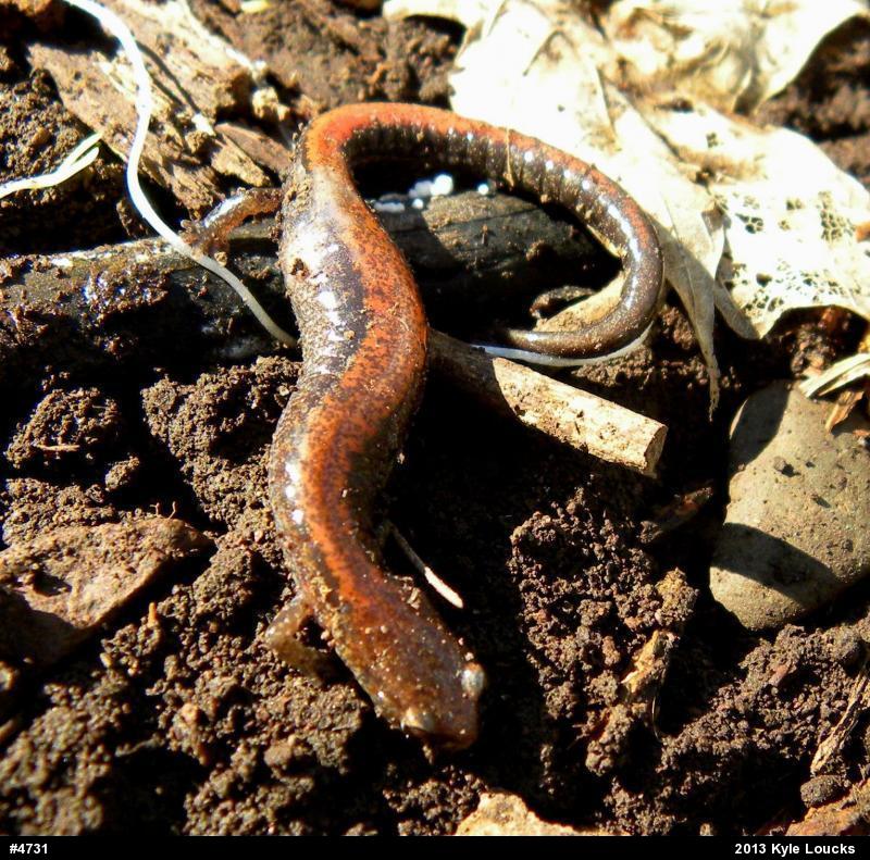 Eastern Red-backed  Salamander