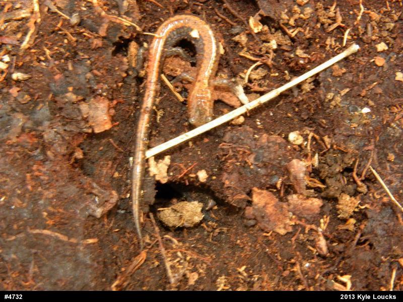 Eastern Red-backed  Salamander
