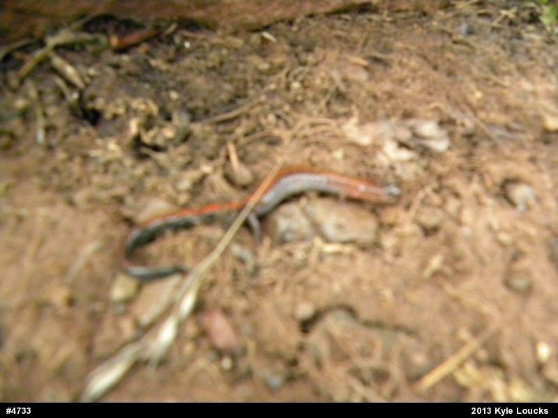 Eastern Red-backed  Salamander