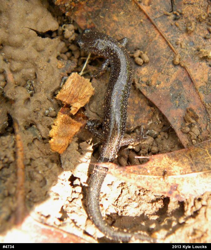 Eastern Red-backed  Salamander