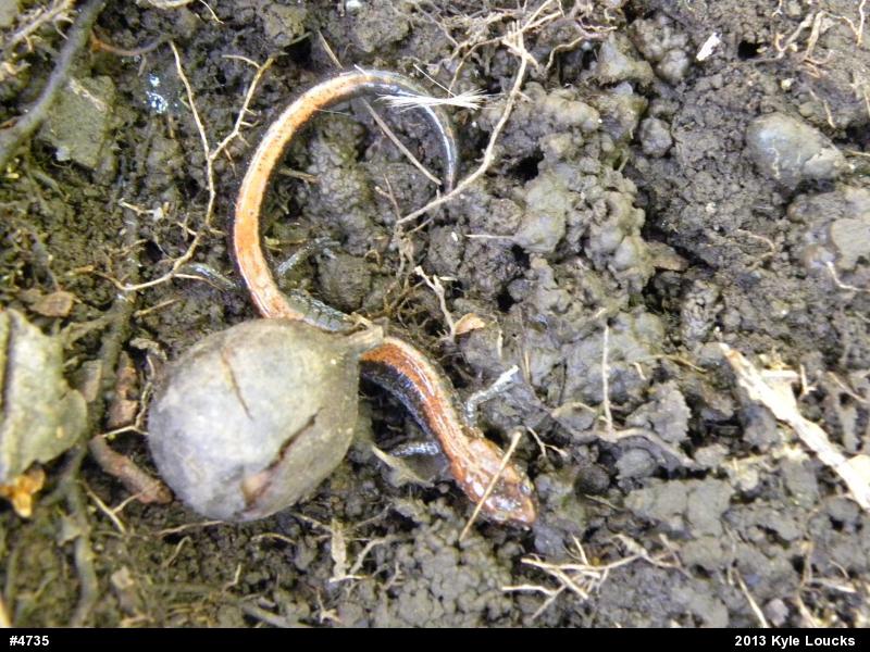 Eastern Red-backed  Salamander
