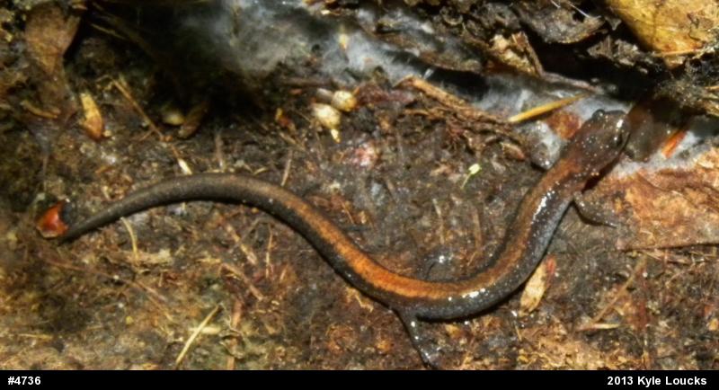 Eastern Red-backed  Salamander