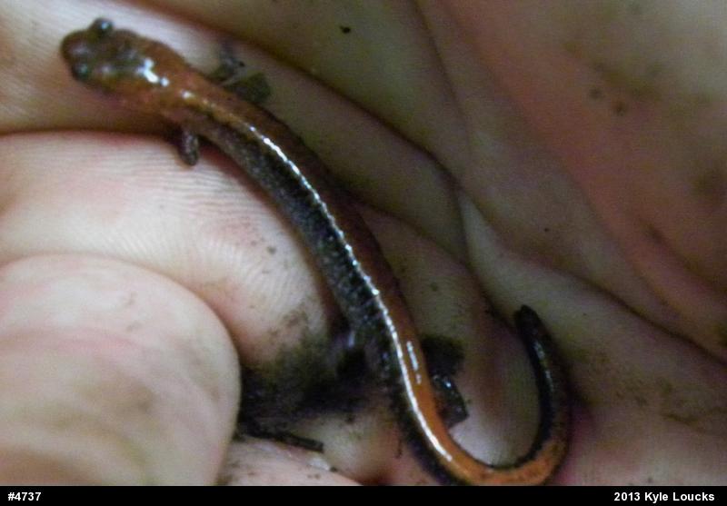 Eastern Red-backed  Salamander