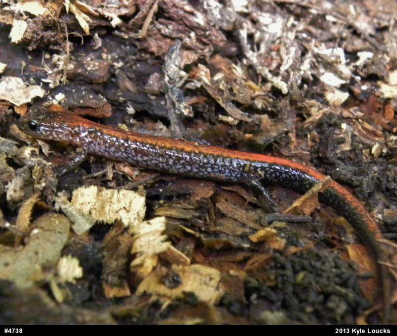 Eastern Red-backed  Salamander